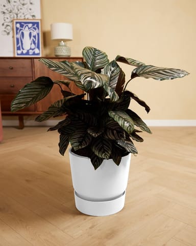 Elho Miles Runder Topf Weiß 30 cm
