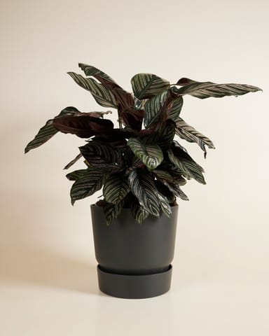 Elho Miles Runder Topf Schwarz 30 cm