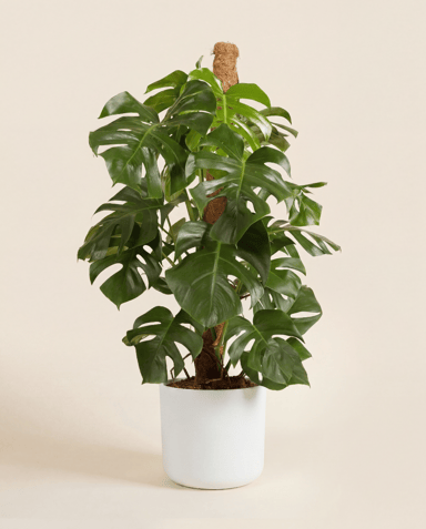 Elho B.For Soft Ø 25 cm