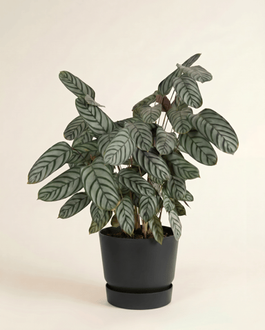 Elho Greenville Ø 40 cm