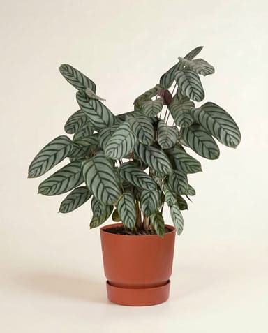 Elho Greenville Ø 30 cm