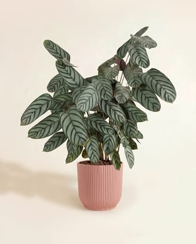 Elho Vibes Fold Ø 22 cm