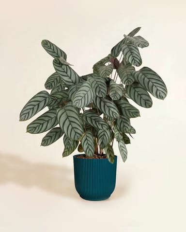 Elho Vibes Fold Ø 22 cm