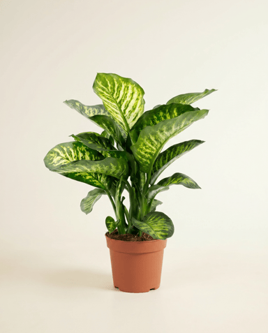 Dieffenbachia Dieffenbachie Camilla