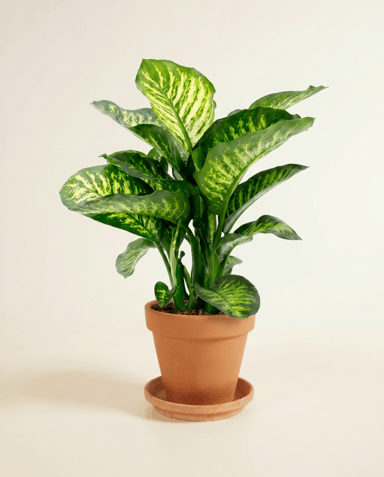 Dieffenbachia Dieffenbachie Camilla