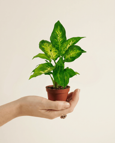 Baby Dieffenbachia Dieffenbachie Camilla