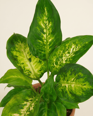 Baby Dieffenbachia Dieffenbachie Camilla