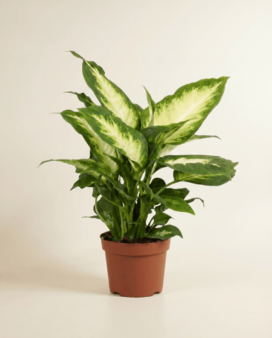 Dieffenbachia Dieffenbachie Maroba