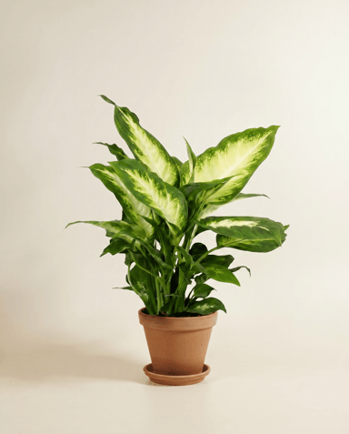 Dieffenbachia Dieffenbachie Maroba