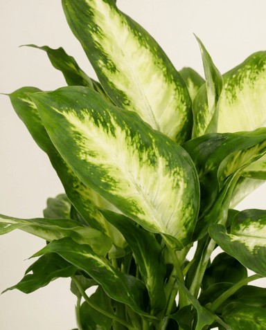 Dieffenbachia Dieffenbachie Maroba
