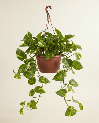 Epipremnum Efeutute Marble Queen Hanging