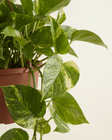 Epipremnum Efeutute Marble Queen Hanging