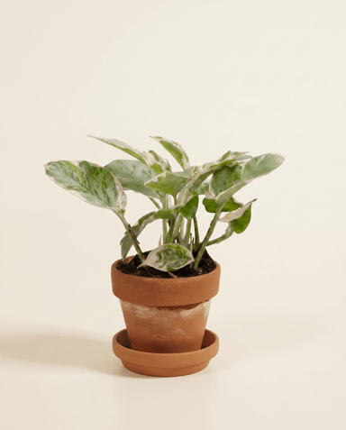 Baby Epipremnum Efeutute Aureum Njoy