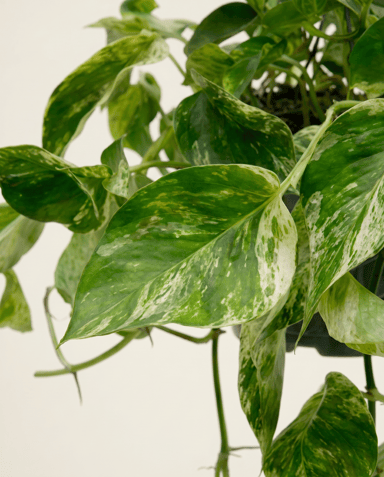 Epipremnum Efeutute Marble Queen Hanging