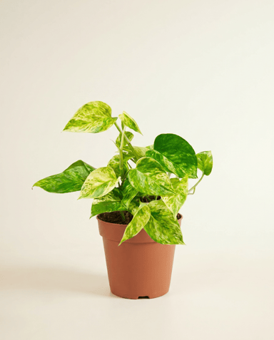 Epipremnum Efeutute Marble Queen