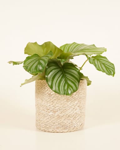 Amy Korb Jute Ø 17 cm