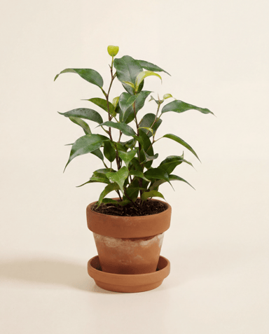 Baby Ficus Gummibaum Benjamina Natasja