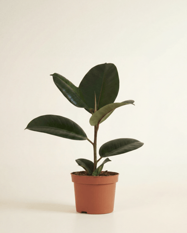 Ficus Gummibaum Elastica Abidjan
