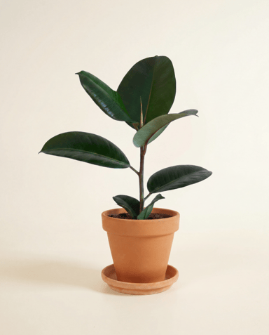 Ficus Gummibaum Elastica Abidjan