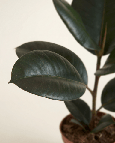 Ficus Gummibaum Elastica Abidjan