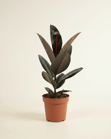 Ficus Gummibaum Elastica Abidjan
