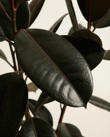 Ficus Gummibaum Elastica Abidjan
