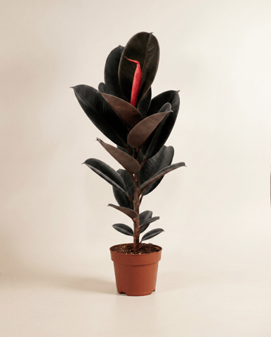 Ficus Gummibaum Elastica Abidjan