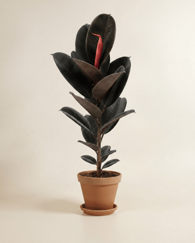 Ficus Gummibaum Elastica Abidjan