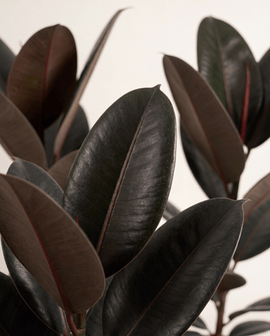 Ficus Gummibaum Elastica Abidjan