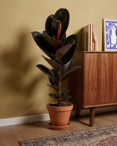 Ficus Gummibaum Elastica Abidjan