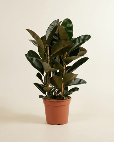 Ficus Gummibaum Elastica Abidjan