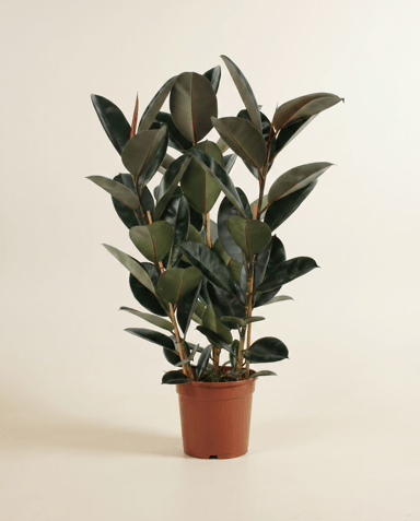 Ficus Gummibaum Elastica Abidjan