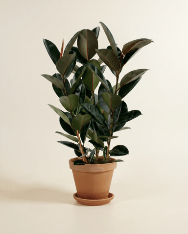 Ficus Gummibaum Elastica Abidjan