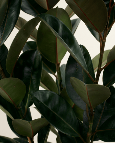 Ficus Gummibaum Elastica Abidjan