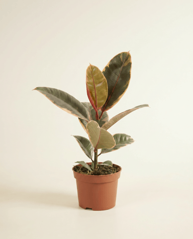 Ficus Gummibaum Elastica Belize