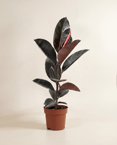 Ficus Gummibaum Elastica Belize