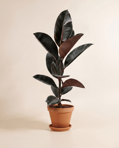 Ficus Gummibaum Elastica Belize