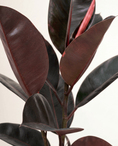Ficus Gummibaum Elastica Belize