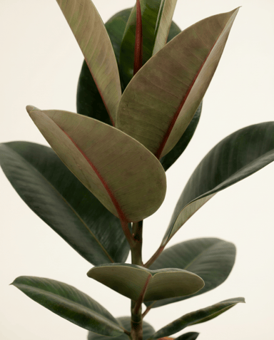 Ficus Gummibaum Elastica Robusta