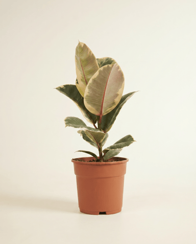 Ficus Gummibaum Elastica Tineke