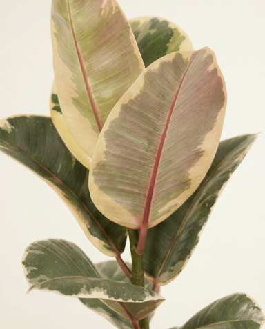 Ficus Gummibaum Elastica Tineke