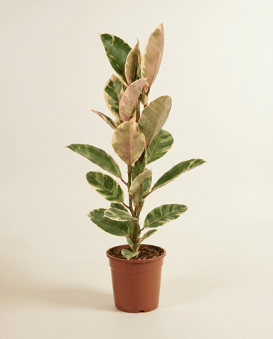 Ficus Gummibaum Elastica Tineke