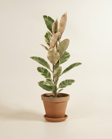Ficus Gummibaum Elastica Tineke