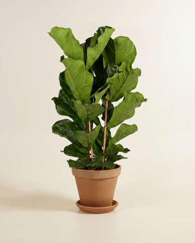 Ficus Gummibaum Lyrata