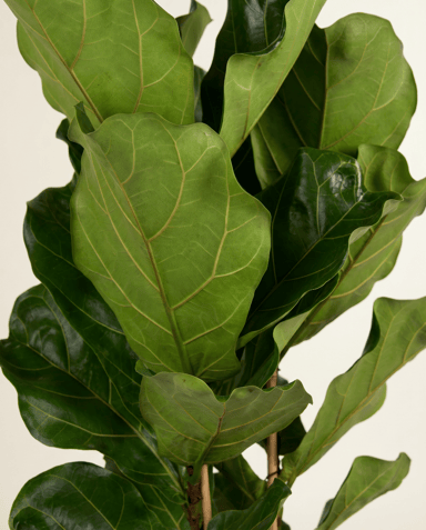 Ficus Gummibaum Lyrata