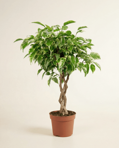Ficus Gummibaum Marole