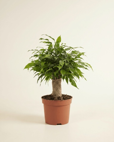 Ficus Gummibaum Benjamina Natasja