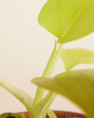 Baby Philodendron Baumfreund Warscewiczii 'Flavum'
