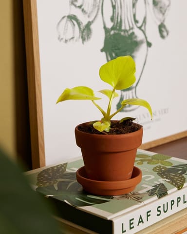 Baby Philodendron Baumfreund Warscewiczii 'Flavum'