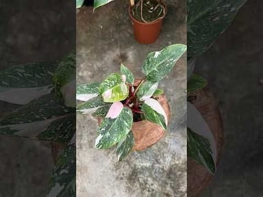 Philodendron #015 - White Princess Aurea (M)
